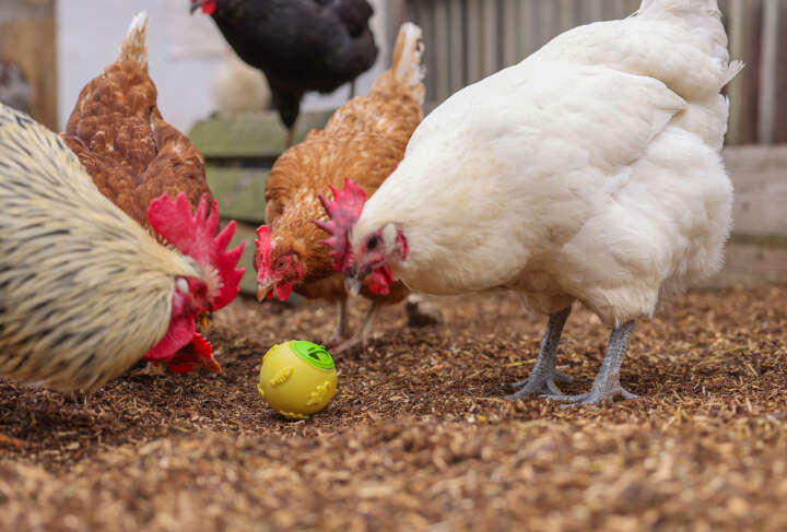 KERBL Snackball für Hühner